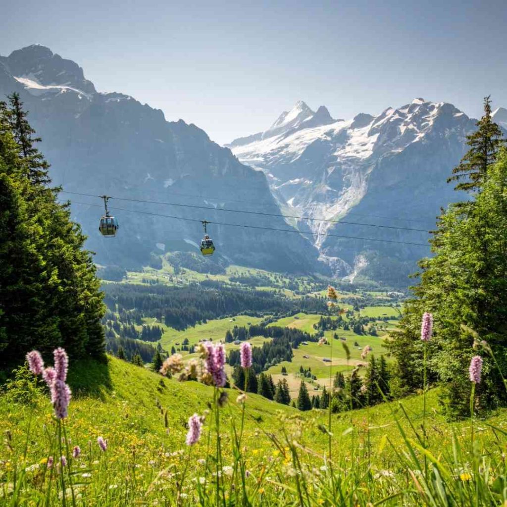 Paysage alpin avec téléphérique, fleurs sauvages et montagnes enneigées en arrière-plan.